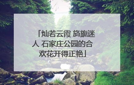 灿若云霞 旖旎迷人 石家庄公园的合欢花开得正艳