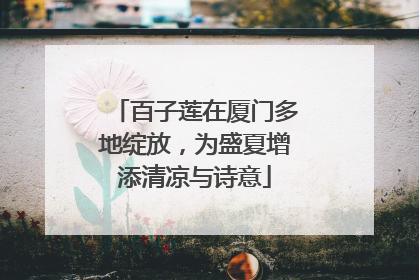 百子莲在厦门多地绽放，为盛夏增添清凉与诗意