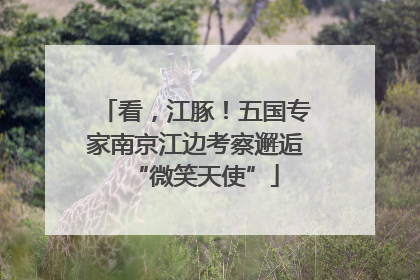 看，江豚！五国专家南京江边考察邂逅“微笑天使”
