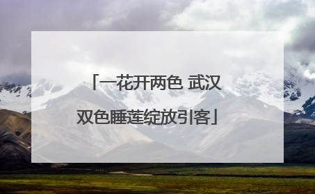 一花开两色 武汉双色睡莲绽放引客