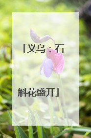 义乌：石斛花盛开