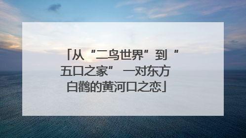 从“二鸟世界”到“五口之家” 一对东方白鹳的黄河口之恋