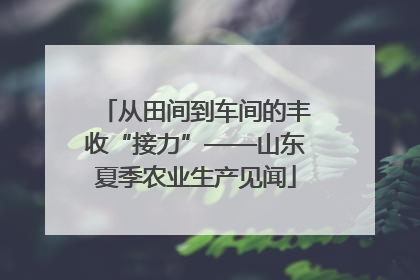 从田间到车间的丰收“接力”——山东夏季农业生产见闻