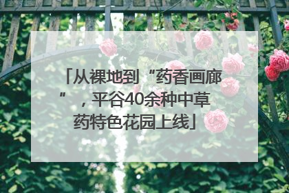 从裸地到“药香画廊”，平谷40余种中草药特色花园上线