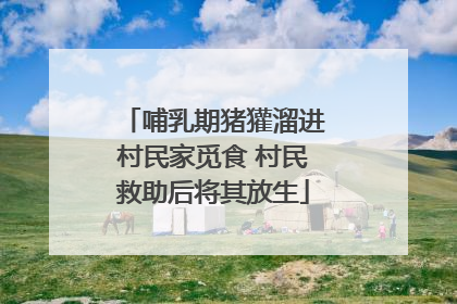 哺乳期猪獾溜进村民家觅食 村民救助后将其放生