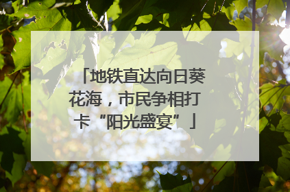 地铁直达向日葵花海，市民争相打卡“阳光盛宴”