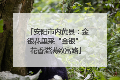 安阳市内黄县：金银花里采“金银” 花香溢满致富路