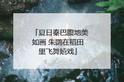 夏日秦巴腹地美如画 朱鹮在稻田里飞舞嬉戏