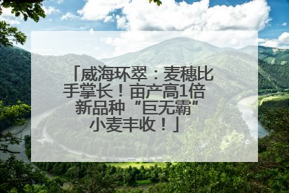 威海环翠：麦穗比手掌长！亩产高1倍 新品种“巨无霸”小麦丰收！