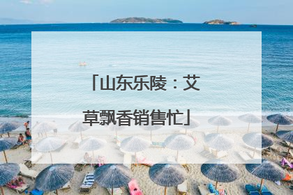 山东乐陵：艾草飘香销售忙
