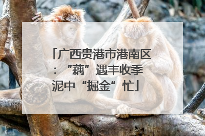 广西贵港市港南区：“藕”遇丰收季 泥中“掘金”忙