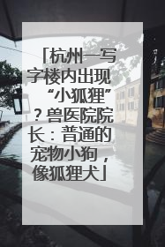 杭州一写字楼内出现“小狐狸”？兽医院院长：普通的宠物小狗，像狐狸犬