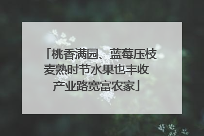 桃香满园、蓝莓压枝 麦熟时节水果也丰收 产业路宽富农家