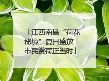 江西南昌“荷花秘境”夏日盛放 市民赏荷正当时