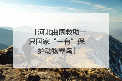 河北曲周救助一只国家“三有”保护动物翠鸟
