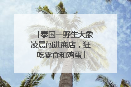 泰国一野生大象凌晨闯进商店，狂吃零食和鸡蛋