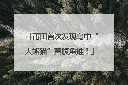 莆田首次发现鸟中“大熊猫”黄腹角雉！