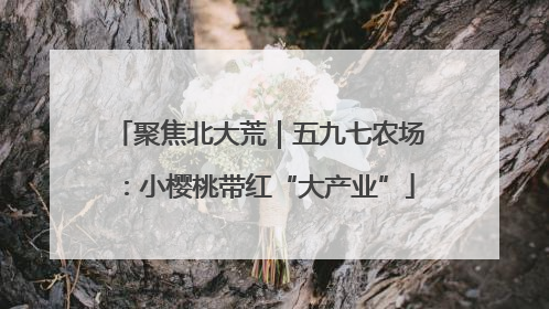 聚焦北大荒｜五九七农场：小樱桃带红“大产业”