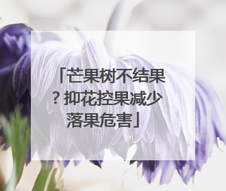 芒果树不结果？抑花控果减少落果危害
