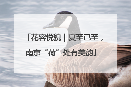 花容悦貌｜夏至已至，南京“荷”处有美韵