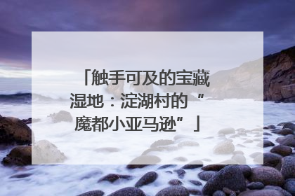 触手可及的宝藏湿地：淀湖村的“魔都小亚马逊”