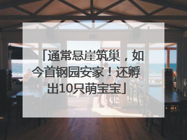 通常悬崖筑巢，如今首钢园安家！还孵出10只萌宝宝