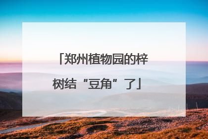 郑州植物园的梓树结“豆角”了
