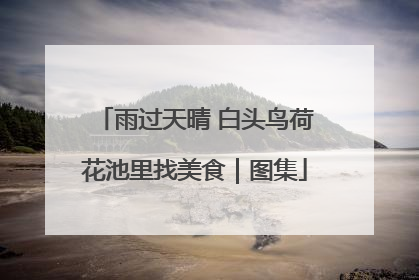 雨过天晴 白头鸟荷花池里找美食｜图集