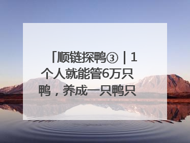 顺链探鸭③｜1个人就能管6万只鸭，养成一只鸭只需50多天