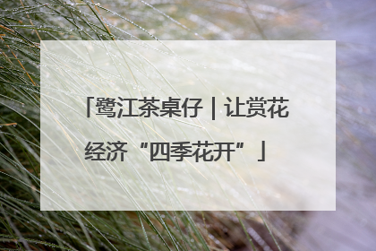 鹭江茶桌仔｜让赏花经济“四季花开”