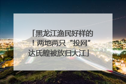 黑龙江渔民好样的！两地两只“投网”达氏鳇被放归大江