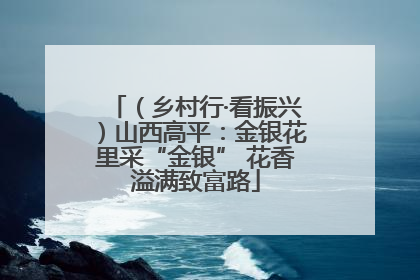 （乡村行·看振兴）山西高平：金银花里采“金银” 花香溢满致富路